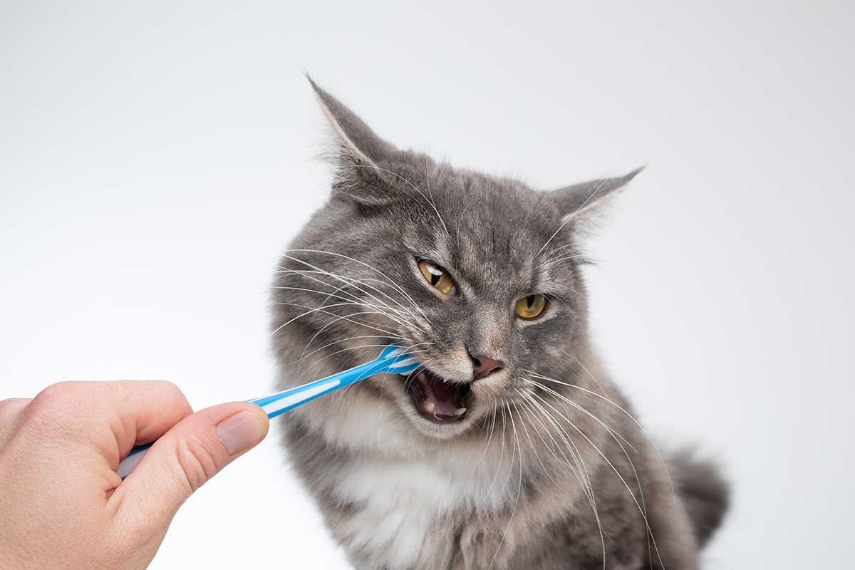 Dental Care Cats